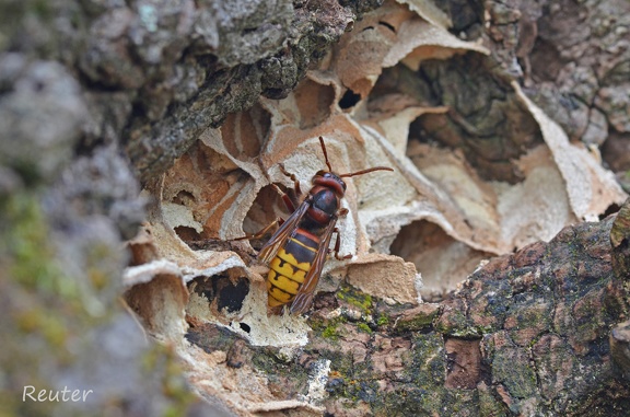 Hornisse (Vespa crabro)